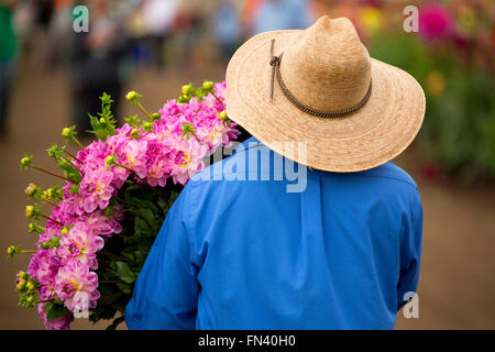 Knecht mit Dahlie, Swan Island Dahlien, Clackamas County, Oregon Stockfoto