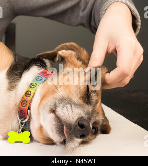 Kaukasische Frau hand massieren ruhenden Beagle Hund Stirn beim Hund liegt auf der einen Seite Stockfoto