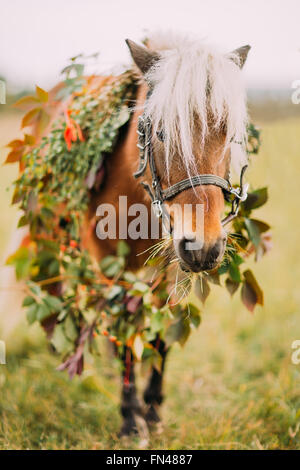 Kleines Pony in Blumen Kranz auf dem Feld hautnah Stockfoto