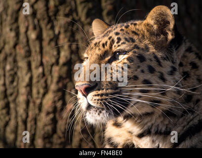 Weibliche Amur Leoparden (Profil) Stockfoto