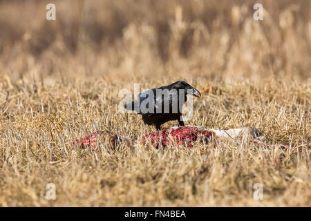 Kolkrabe Stockfoto