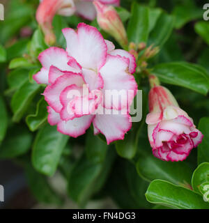 Desert rose Blume, Adenium obesum Stockfoto