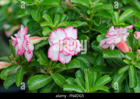 Desert rose Blume, Adenium obesum Stockfoto