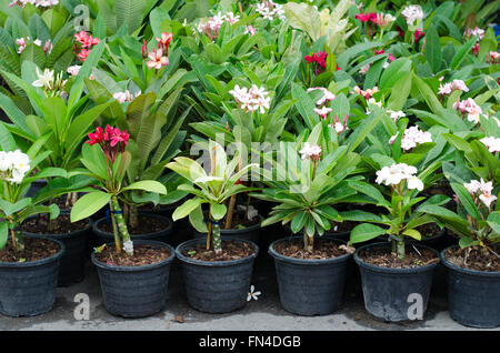 Frangipani-Bäume im Topf an Jatujak Market, Bangkok, Thailand Stockfoto