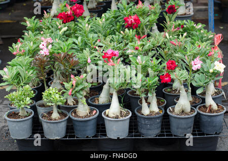 Desert rose Baum im Topf an Jatujak Market, Bangkok, Thailand Stockfoto