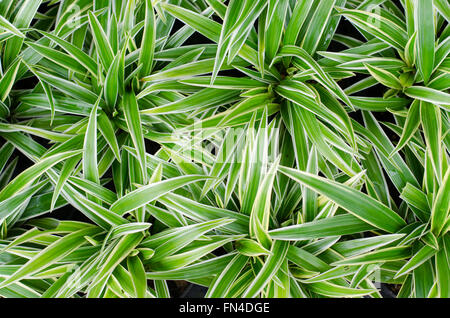 Chlorophytum Bichetii (Karrer) Backer. Stockfoto