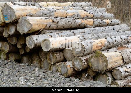 Gestapelte Holz auf Forstwirtschaft Kommission Land in Schottland, Großbritannien Stockfoto