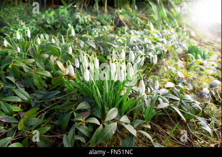 ersten Schneeglöckchen in der Morgensonne Frühling Stockfoto