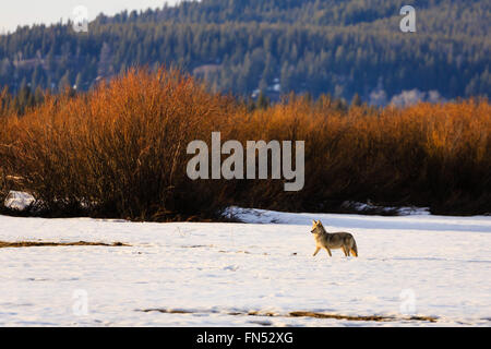 Single coyote Jagd im Schnee in Wyoming Stockfoto