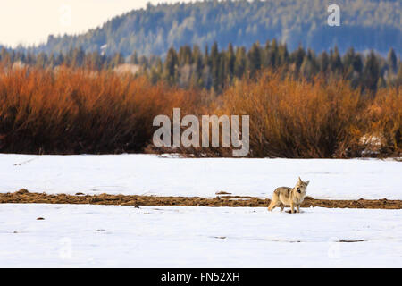 Einsamer Steppenwolf, Canis Latrans, jagt in den Schnee und fängt ein Nagetier Stockfoto