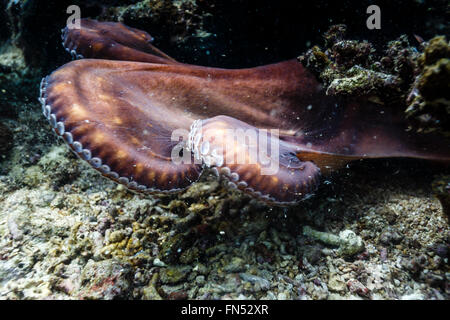 Riesen-Pazifischer Oktopus Enteroctopus dofleini Stockfoto