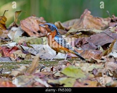 Eine männliche weiße-throated Rock Drossel unter Laub auf dem Waldboden in Zentral-Thailand Stockfoto