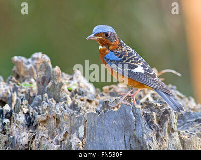 Eine männliche weiße-throated Rock Drossel thront auf einem Baumstumpf im Wald in Zentral-Thailand Stockfoto