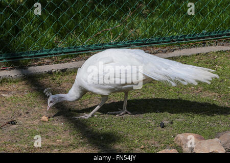 Weißer Pfau im Zoo von Moskau, Russland Stockfoto