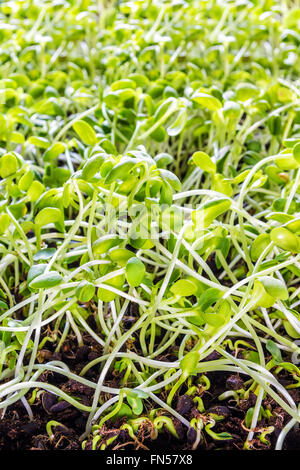 Aufnahme, die Sonnenblume im Kindergarten Tray Sprossen hautnah. Stockfoto