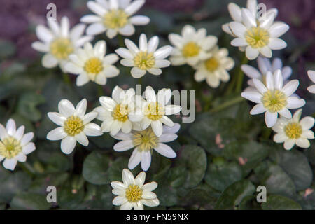 Ficaria verna 'Albus' Ranunculus ficaria, Weiß Schöllkraut Stockfoto