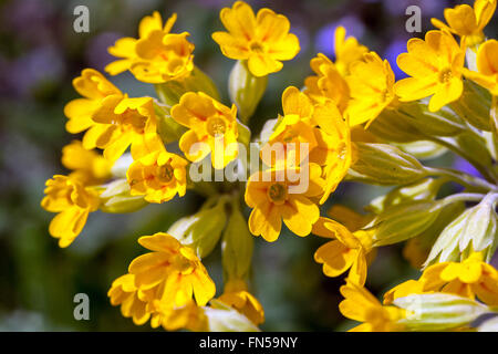 Primula veris Cowslip Blume Stockfoto