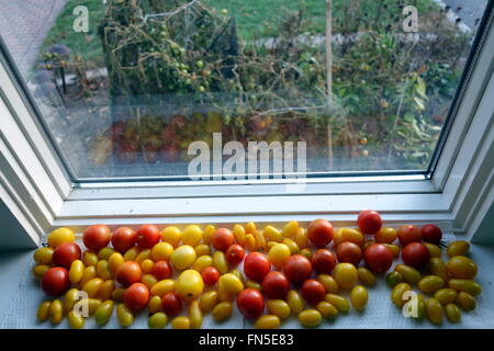 Reife Tomaten auf der Fensterbank Stockfoto