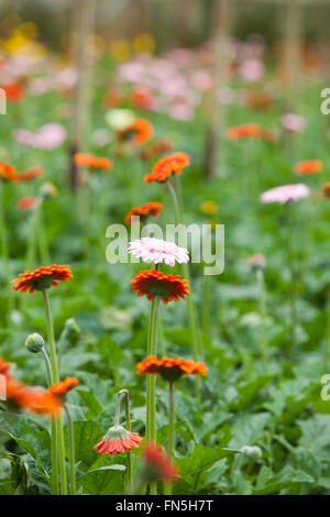 Bunter Garten mit vielen Arten von Blumen blühen Stockfoto