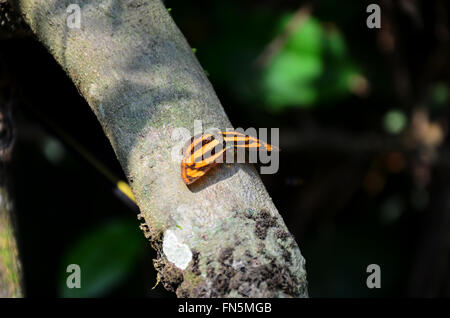 Schmetterling auf Baum im PanoenThung Wald in Kaeng Krachan größte Nationalpark von Phetchaburi, Thailand Stockfoto