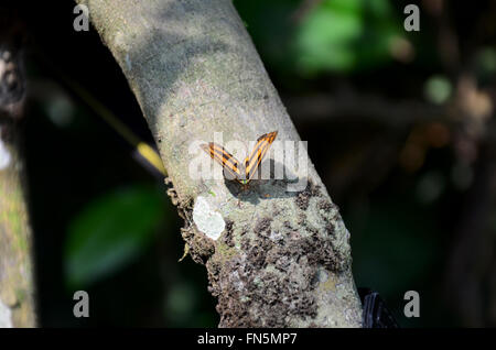 Schmetterling auf Baum im PanoenThung Wald in Kaeng Krachan größte Nationalpark von Phetchaburi, Thailand Stockfoto