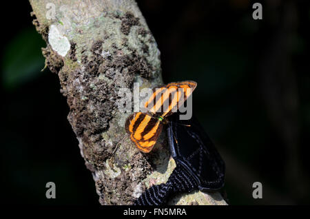 Schmetterling auf Baum im PanoenThung Wald in Kaeng Krachan größte Nationalpark von Phetchaburi, Thailand Stockfoto