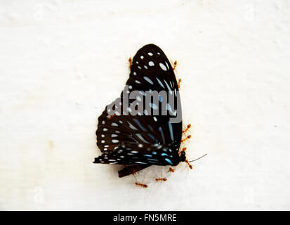 Ameisen bewegen Schmetterling, Schachteln für Essen Stockfoto