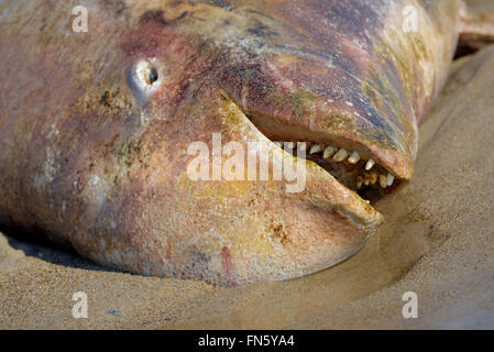 Der Kadaver eines Toten Beluga. Sachalin, Russland. Stockfoto
