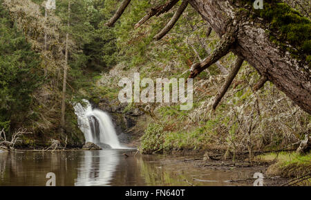 Sitzende Dame fällt, witzig Lagune, Vancouver Island, BC Stockfoto