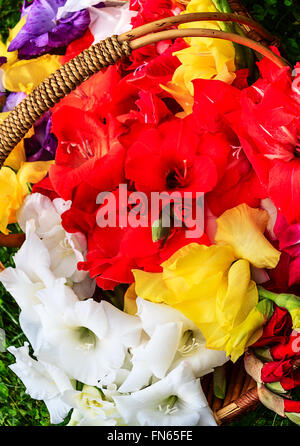 Frisch gepflückt bunte Gladiolen in Korb Stockfoto