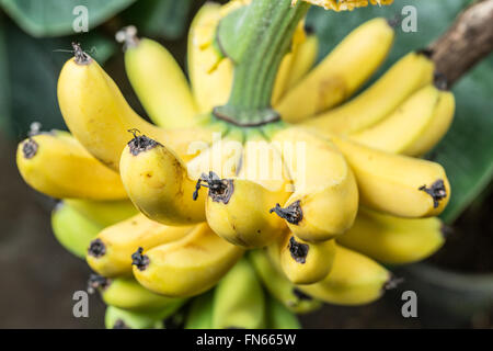 Bündel Bananen Früchte auf dem Baum. Stockfoto