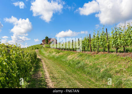 Landstraße zwischen grünen Weinberge in Richtung Haus auf dem Hügel unter blauem Himmel mit weißen Wolken im Piemont, Norditalien. Stockfoto