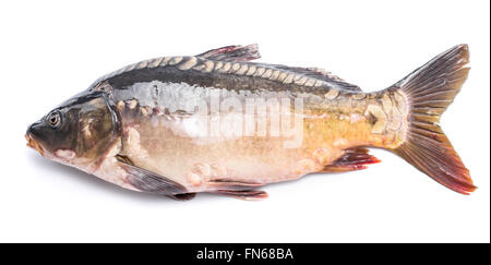 Gemeinsamen Karpfen - Essen Fisch isoliert auf einem weißen Hintergrund. Stockfoto