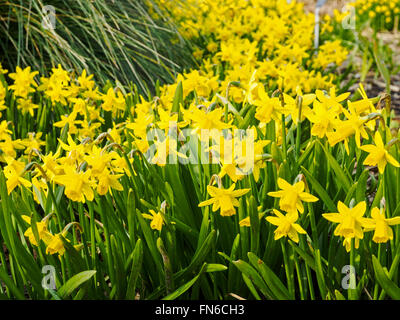 Tete-a-Tete Miniatur-Narzissen sind Teil der Narzissen-Familie und werden hier in voller Blüte Anfang März gezeigt. Stockfoto