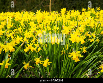 Tete-a-Tete Miniatur-Narzissen sind Teil der Narzissen-Familie und werden hier in voller Blüte Anfang März gezeigt. Stockfoto