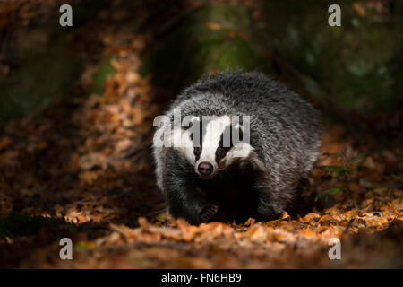 Europäischer Dachs (Meles Meles), erwachsenes Tier, durchzieht ein Schlaglicht auf den Boden des Waldes, sieht lustig, frontale Aufnahme. Stockfoto