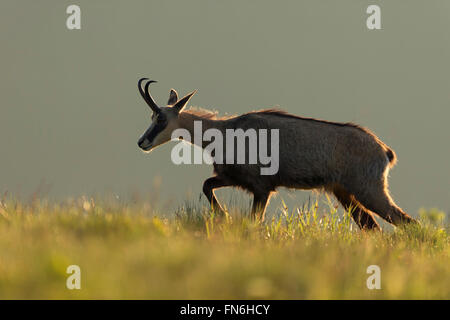 Gämse (Rupicapra Rupicapra) im ersten Morgenlicht, Spaziergänge entlang der Kante von einer Bergwiese, schön beleuchtete Situation. Stockfoto