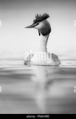 Haubentaucher / Haubentaucher (Podiceps Cristatus) schwimmt auf ruhigem Wasser, sieht sich um aufmerksam, Monochrom konvertiert. Stockfoto