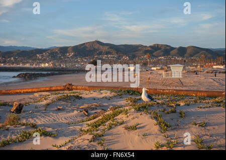 Möwe thront auf Sand Düne am Ventura Harbor. Stockfoto