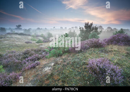 Ling Blumen auf Hügeln in dunstigen Sommermorgen Stockfoto
