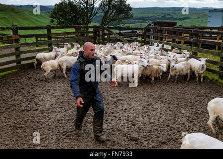 Ein Schafzüchter Herden Schafe auf einem LKW, Schäferei, City, Neuseeland Stockfoto