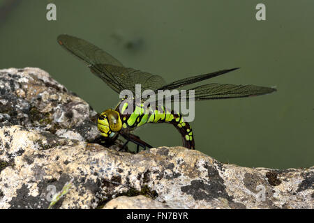 Südlichen Hawker (Aeshna Cyanea) Legeverhalten. Große weibliche Insekt in die Ordnung Odonata, Familie Aeshnidae, Eiablage Teich Stockfoto