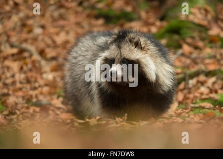 Marderhund ( Nyctereutes procyonoides ), Erwachsene, Nahaufnahme, Spaziergänge durch trockene Blätter, frontale Seitenansicht, invasive Arten, Europa. Stockfoto