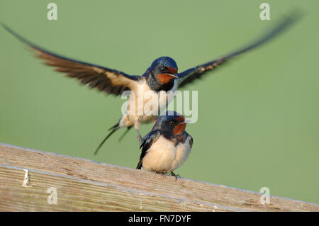 Scheunenschwalben / Rauchschwalben ( Hirundo rustica ), Paarung auf einem Holzzaun vor einem sauberen natürlichen Hintergrund, Tierwelt, Europa. Stockfoto
