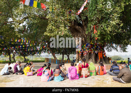 Lumbini, Nepal - 27. November 2014: Pilger beten unter Bodhi-Baum an Buddhas Birtplace. Stockfoto