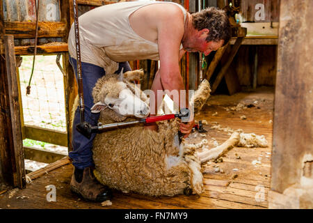 Schaf-Crotching auf einer Schaffarm, City, Neuseeland Stockfoto