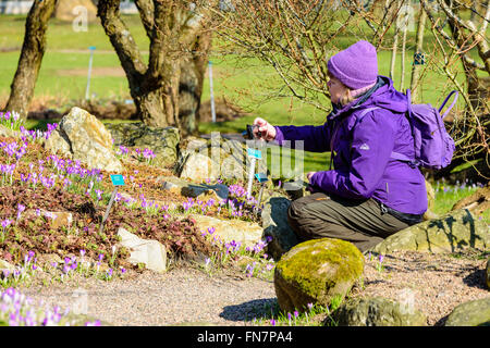 Lund, Schweden - 12. März 2016: Junge weibliche Fotografien frühen Krokus (Crocus Tommasinianus) in ein Blumenbeet in der öffentlich open Stockfoto