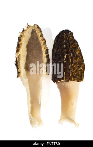 Allgemein bekannt als gemeinsame Morel, Morel, gelbe Morel, wahre Morel, Morel Pilz und Schwamm Morel ist Speisepilze (Morchella Stockfoto