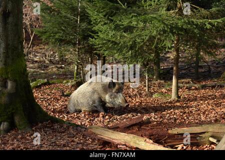 Wildschwein Stockfoto