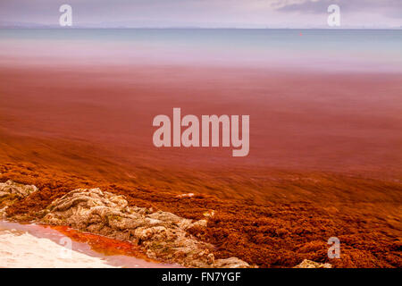 Rote Algen an den Strand, waipu Cove, waipu, bream Bay, Northland, Neuseeland Stockfoto